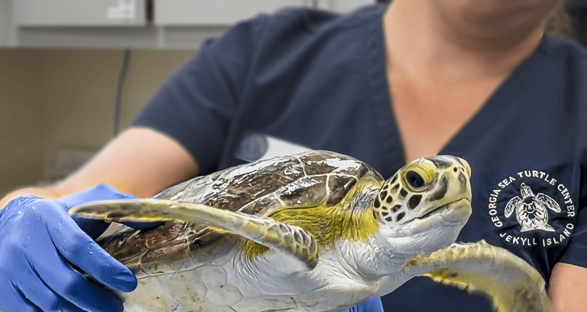 vet holding turtle