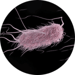 E. Coli