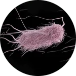 E. Coli