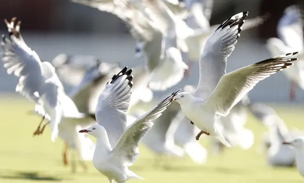 Australian Gulls carry Superbugs
