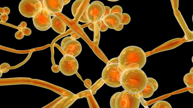 BBC News Candida auris