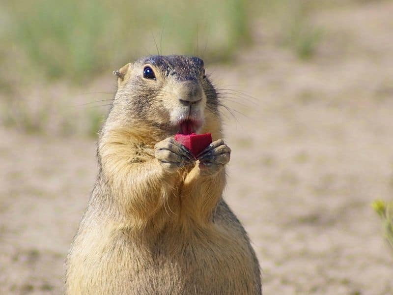 Prairie Dog eats vaccine